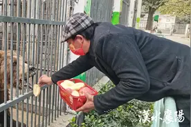 “百岁”棕熊身有残疾？襄阳动物园辟谣了！图片
