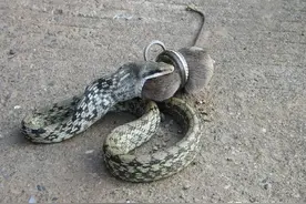 眼镜蛇来串门，广东居民家中闯入剧毒眼镜蛇，家中怎样才能防蛇？图片