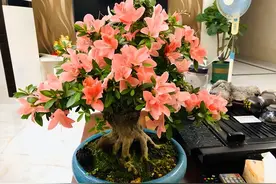 7种“大气花”，栽在稍小的花盆里，方能长得好图片