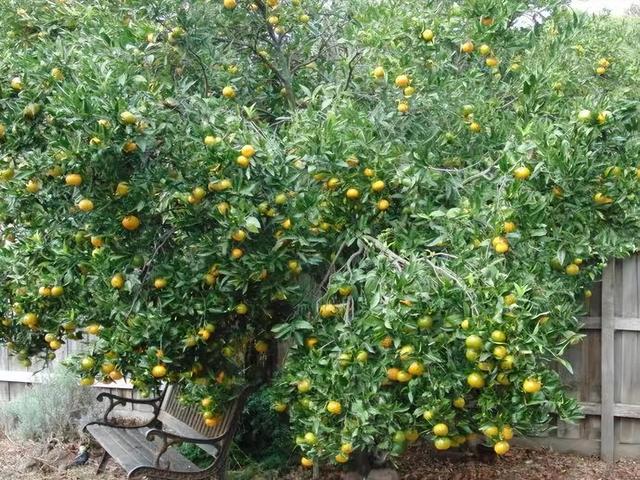 分享一味常見的中藥 青皮 疏肝破氣 消積化滯 還能對抗癌症 朝陽網