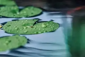 10首白露詩詞，暑气渐消，秋高气爽图片