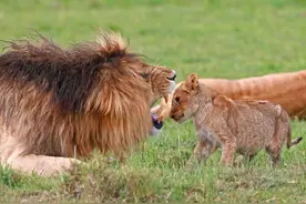 心理日记：遇见暴躁媳妇，怎样应对？图片