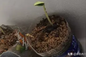 葫芦种子如何种植？要找对方法图片