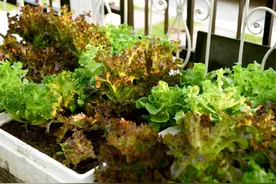 为什么你盆栽的生菜出苗少？长势差，你可能没有满足这2个条件图片