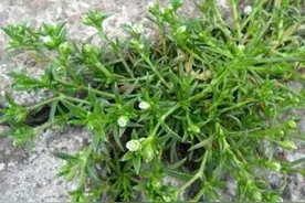 村里人称为“黄金草”，长在石头缝里，老人见到就挖，相当有价值图片