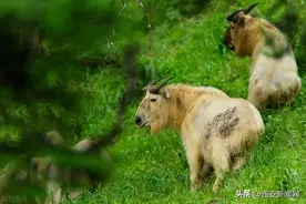 秦岭生态越来越好 巡山护林员与羚牛不期而遇图片