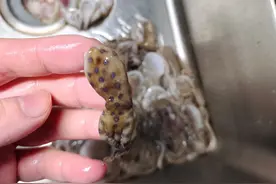比眼镜蛇还毒50倍！海南一女子竟将蓝环章鱼烹饪，锅已经不能要了图片