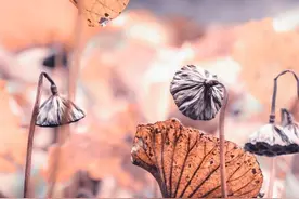 总有一场深情，瘦减年华，苍白等待，成了一生的想念图片