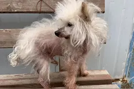 谁说百岁老狗不怀春图片