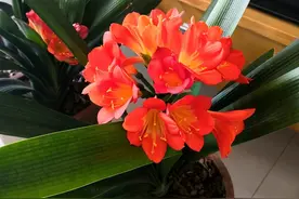 家庭养花，记住12个“知识点”，自己就能给花草“看病”图片