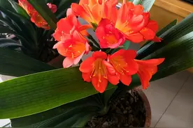 家庭养花，记住12个“知识点”，自己就能给花草“看病”图片