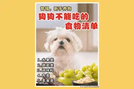 警惕，新手养狗/狗狗不能吃的食物清单图片