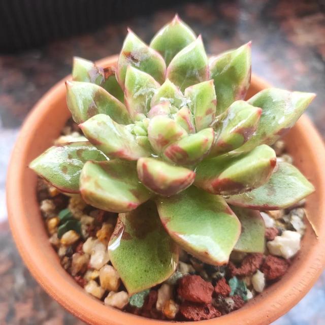 多肉植物克罗地亚(多肉植物克罗地亚玫瑰开花图片)-措必培