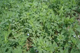 它称为牧草之王，现在却成餐桌上的蔬菜，20元一斤，很多人没吃过图片