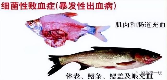 简析疑难杂症——鱼类败血症的防控：难治的集多症状于一身的鱼病