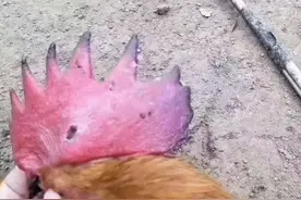 鸡冠发紫变黑是什么病？鸡的鸡冠发黑该喂什么药？图片