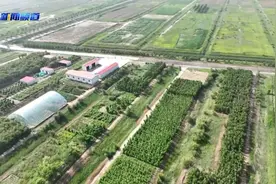 中国式现代化的先行实践 | 治理盐碱地 实现粮满仓图片