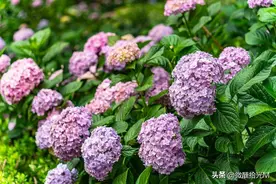 绣球花为什么叫死人花？绣球花真的不吉利吗？有什么说法？图片