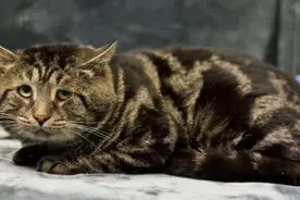 一只表情非常悲伤的流浪猫，找到新家后，脸色就变了图片