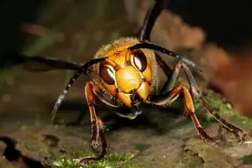 亚洲大黄蜂入侵欧美，导致欧洲蜂蜜减产6成，在中国却被油炸泡酒图片