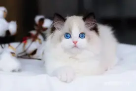 作孽啊，布偶猫惨叫几个夜晚，原来主人早已遁去图片