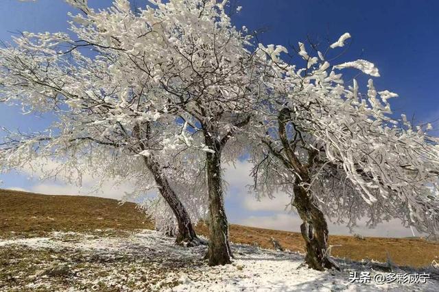 贵州威宁：雾凇覆高原 仙境入画来