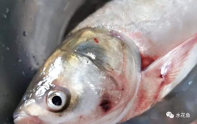 简析疑难杂症——鱼类败血症的防控：难治的集多症状于一身的鱼病