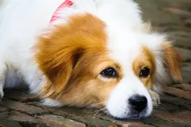 狗狗睡觉的时候总蹬腿是什么原因？其实真相是这样的图片