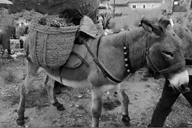 莱阳“地瓜味”歇后语背后的有趣故事图片