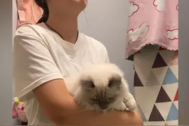 女子养了4个多月的猫发现是公的，一时间难以接受：还我闺女儿图片