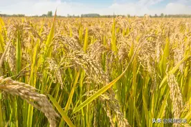 5月25日国内各地稻谷价格发布图片