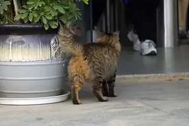 高校流浪猫傍上“长期饭票”，每天找保安大叔2次：不给食物不走图片