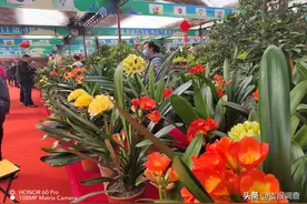第十七届中国长春君子兰节开幕，猜猜花魁、金奖“花落谁家”图片