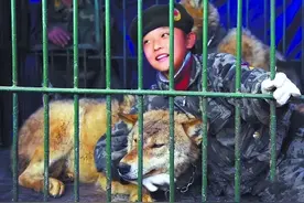 11年前，9岁女孩被父亲关进笼里，与狼共舞，后来怎么样了？图片