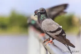 鸽子认路是靠什么“导航”的呢？图片