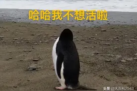 史上最倒霉的鹅？从南极迷路到新西兰，网友：你的QQ被盗号了图片