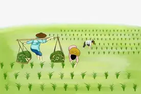 梦见老外去农村插秧图片