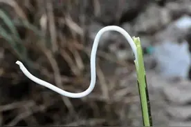 通草有什么作用？3大用途，难怪市场价格这么高，100多元一斤图片