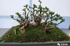 一春一秋采挖树桩，哪个季节的成活率最高？你要试试这4招图片