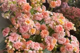 长寿花新品种“水果糖”—花色五彩缤纷，见花不见叶，太美了吧！图片