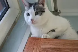 上市、融资，猫粮医院等宠物公司，1年半涨2倍，山东抢了食品先机图片