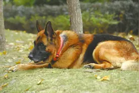 14年前，那个在汶川地震中救出15人的军犬“沈虎”，如今怎么样了图片