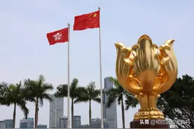 香港紫荆花：繁花似锦，盛世风华图片