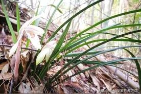 种植春兰和蕙兰，要想开花好春化少不了，5个维度助你了解春化图片