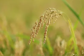 若无相欠，怎会相见；今生相见，皆是姻缘图片