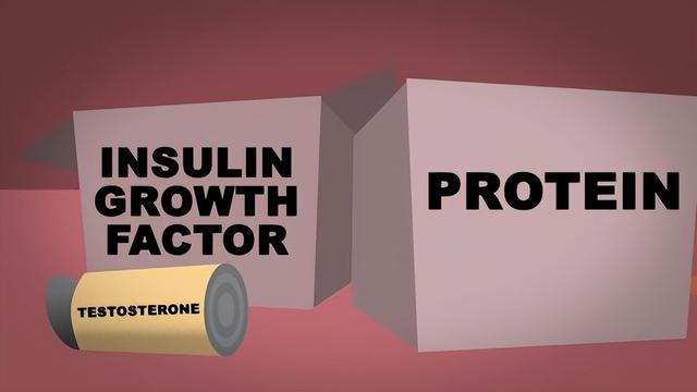 肌肉是如何生长的？