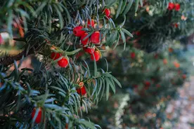 「红豆杉」倾国倾城的国宝植物，癌症的克星图片
