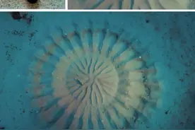 春天到了，又到了动物______的季节图片