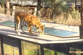 你怕了吗？老虎在游客头顶漫步，园方回应→图片