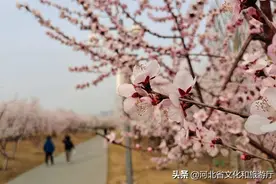 2022秦皇岛赏桃花地图，漫天桃花红，十里春光醉~图片